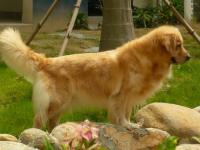 金毛犬挑食怎么办 喂食营养需要均衡